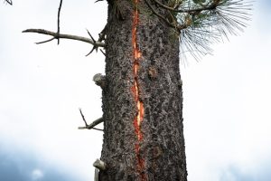Tree scarred with a red vertical line after a lightning strike, showing the destructive force of lightning on nature.